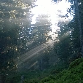 Mit Herz und Hirn: Wald in der Stadt