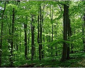 Noch Restplätze für die Laubholzexkursion in den Wienerwald 