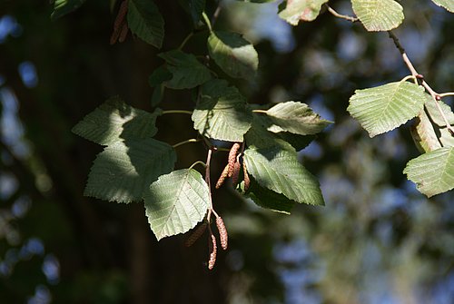 Grau-Erle (Alnus incana)