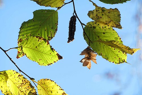 Die männlichen und weiblichen Blütenstände