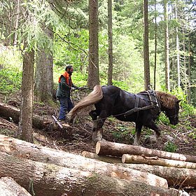 Pferderückung im Schutzwald!