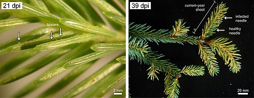 Abbildung 5. Infektions-Symptome 21 Tage und 39 Tage nachdem die Nadeln den Pilz-Sporen ausgesetzt wurden.