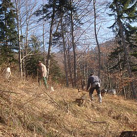 Aufforstung durch Maschinenring