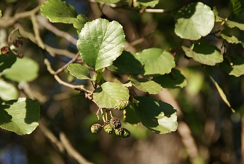 Schwarz-Erle (Alnus glutinosa)