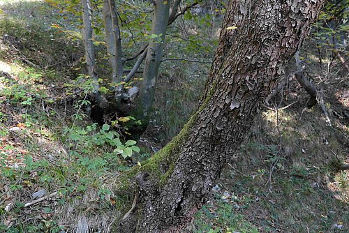 Der Stamm der Hopfenbuche