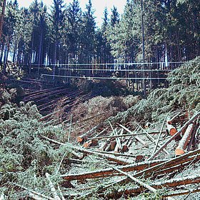 Borkenkäferbekämpfung in Osttirol