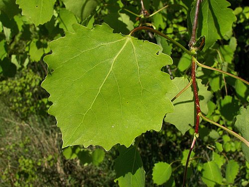 das Blatt der Zitterpappel