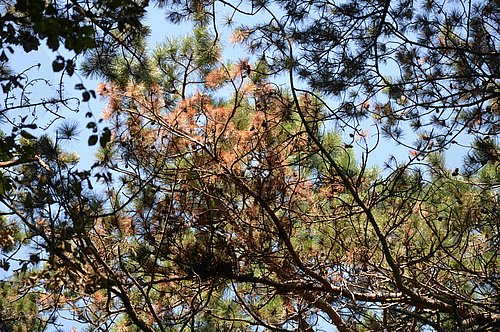 Trockene Sommer schwächen die Schwarzkiefer, so wird der Pilz zum Pathogen und verursacht das Triebsterben der Schwarzkiefer. Fotoquelle: Bundesforschungszentrum für Wald/Walli