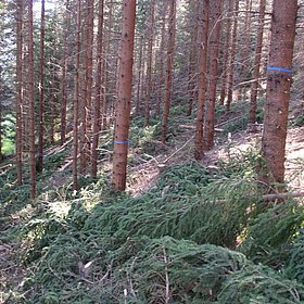 Großes Lob für die Arbeit der Waldaufseher Tirols