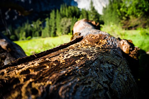 Für den Buchdrucker ergibt sich durch die Klimaerwärmung eine andere Dynamik als bisher bekannt: Die Fichtenbestände sind auf großer Fläche angreifbar. Fotoquelle: Bundesforschungszentrum für Wald