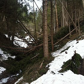 Schneedruck/bruch in Osttirol