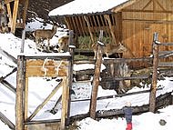 Winterfütterung und Wildschäden