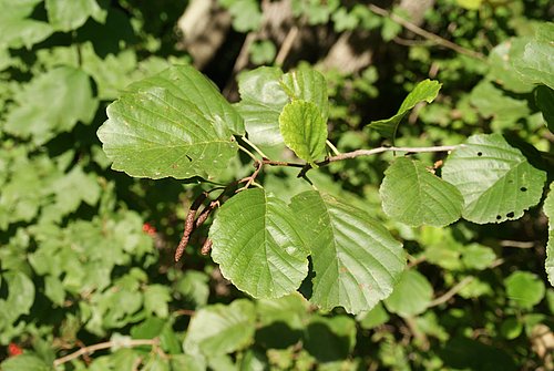 Schwarz-Erle (Alnus glutinosa)