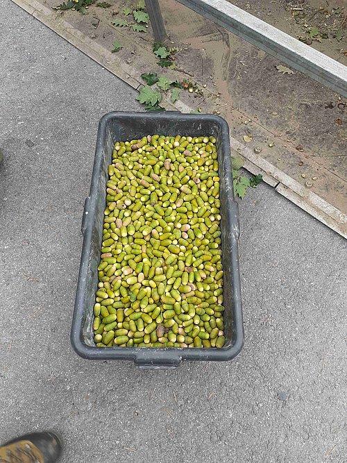 Die Förster und Waldaufseher der BFI Landeck konnten so 180 kg Eicheln ernten und an den Forstgarten Stams übergeben.