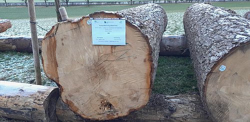 Kurzes Bloch mit hohem Preis aus der Gemeinde Namlos (zweitteuerstes Tannenbloch) 