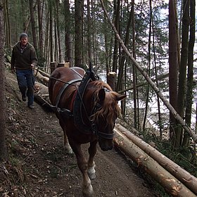 Holzrückung mit Pferd in Hopfgarten