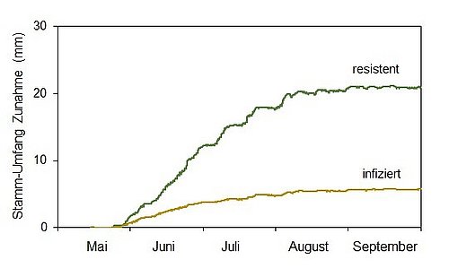 Abbildung 3. Saisonales Wachstum der resistenten und der stark infizierten Fichte in Aldrans im Jahr 2017.