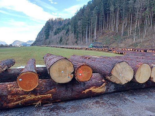 Am Kappenhof wurden insgesamt 606 Stämme zur Besichtigung aufgelegt.