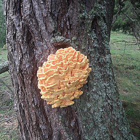 Im Wald gibt es einiges zu entdecken