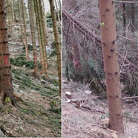 Verbleibende Biomasse bei der Holzernte im Seilgelände