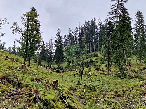 Präsentation des Projekts Wald-Weide-Trennung durch Waldaufseher Joachim Wagner